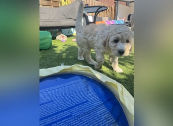 Labradoodle