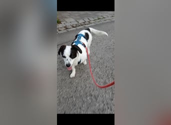 Josie sucht Herzensmensch fürs Leben