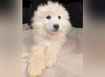(R) ❤️ kleine Schneeflocke NERO - 3,5 Monate, später 54cm - Samojede
