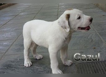Gazul 06/2019 (ESP) - charismatischer und sozialer Boxer-Herdenschutz Mix!