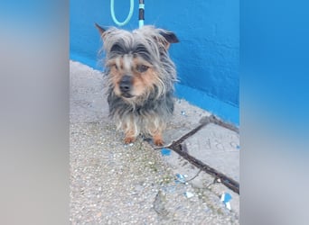 Tobby, hofft auf seine große Chance