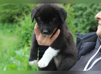 Emma – kleiner Schatz sucht ihre Menschen