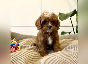 Cavapoo, Pudel, Cavalier King Charles Spaniel
