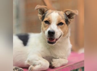 Didier - freundlicher, aktiver, verspielter kleiner Jack Russel-Mix Rüde / z.Zt. noch in Rumänien