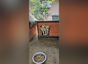 Davina, aktives Shiba Inu Welpenmädchen geb. 2025