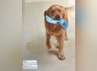 Golden Retriever Welpen VDH/GRC