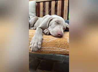 Weimaraner-Mix Welpen aus liebevoller Verpaarung – 12 kleine Wunder suchen ihr Zuhause