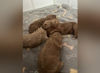 Großpudel Welpen in fawn VDH / PZV