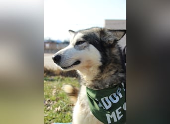 Kody, freut sich auf eine aktive Familie