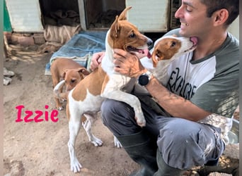 Izzie geb. 02/2025 (ESP) - aufgeschlossene, clevere Bodeguero-Mix Welpin!