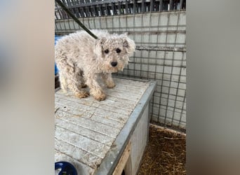 Babci PP - Ein Pumi auf der Suche nach Glück