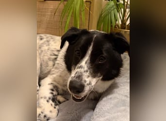 ⭐️TOVA⭐️, Hündin, 1 Jahr, 37 cm, Mischling, Tierschutz