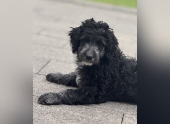 Genau ich suche ein Körbchen für immer bin der letzte aus dem Wurf