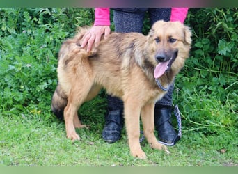 Bea, Mix Collie / Schäferhund, lieb und verträglich