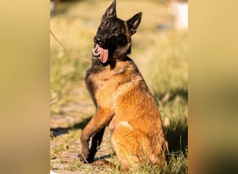 Belgischer Schäfi ♥ Max ♥ verkuschelt Sportskanone