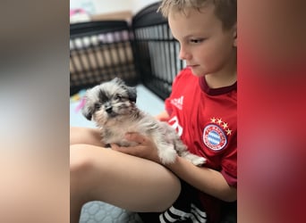 Maltipoo - Welpen - Rüden und Hündin