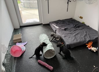 Deutsche Dogge Welpen