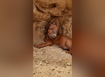 Szczeniaki  Rhodesian Ridgeback/ Pies/Suka Rhodesian Ridgeback/ welpen rhodesian
