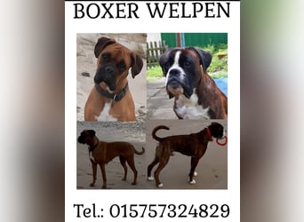 Kräftige BoxerWelpen (barfen + Natur Ernährung)