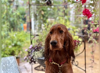 Irish Setter Welpen mit Papieren