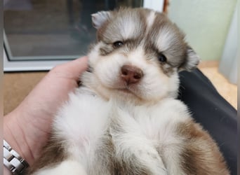 Husky Welpen 3 Rüden suchen ein Zuhause ab Mai