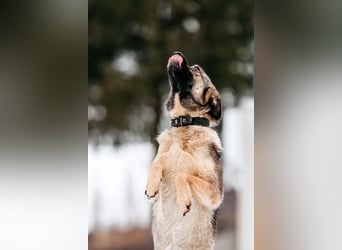 Zärtliche Luna sucht ihre Menschen