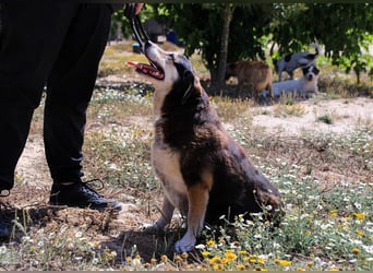 Tsuki, Mix Schäferhund / Berner Senne / Collie , lieb und verträglich