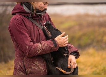 Sonja: Hundemama sucht Zuhause