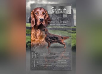Valentinstags Irish Setter Welpen mit FCI- und VDH-Papieren
