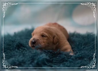 Reinrassige Golden Retriever Welpen Wir züchten mit viel Liebe und Leidenschaft.