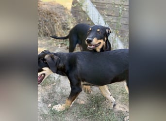 Dobermann - Mix, 5 Monate alt, rundum verträglich