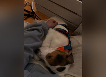 Beagle Mischlingswelpe GEORGY (Dezember 2024) sucht eine eigene Familie