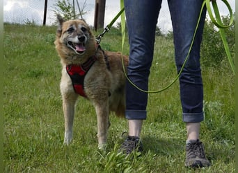 Sanfte Arisha sucht einfühlsames Zuhause mit Herz