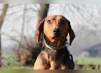 Moon, zauberhafter toller Hund