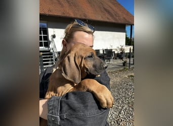 Rhodesian Ridgeback Welpen