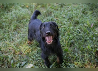 Chip 231920: Sucht ein Zuhause