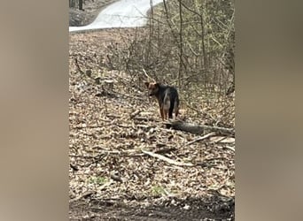 Bobko ist ein entspannter, lieber Hund