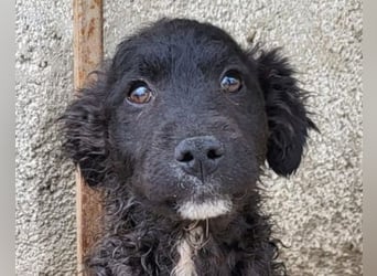 Flynn ❤️ offener, verspielter Welpenjunge