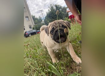 Mops welpen ab sofort Abgabe bereit.