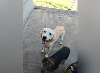 hübscher junger Golden Retriever Mischling Medo sucht...