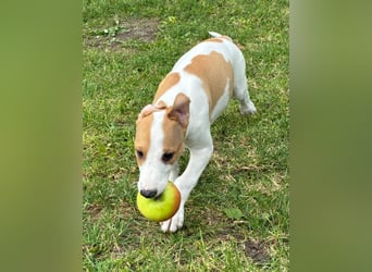 Ungarischer Windhund - Magyar Agar Welpen