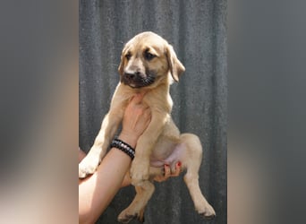 Ronja- Kulleraugen auf vier Pfoten