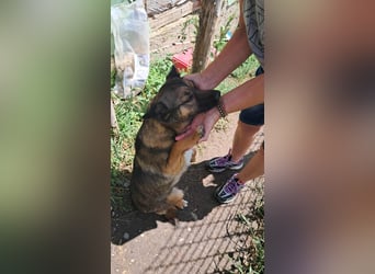 Zoey-die Anschmiegsame sucht Zuhause!