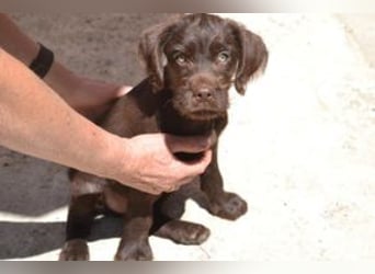 Lollo, ein fröhliches Hundekind auf Entdeckungsreise