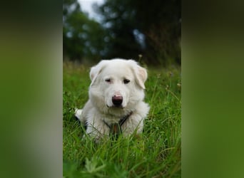 Erna wartet in Tierpension Tannenhof 54597 Wallersheim