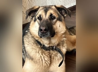 Sever hat sein ganzes Leben in einem Tierheim verbracht und träumt von einem Zuhause.