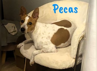 Pecas 05/2022 (in Deutschland) - verspielter, kleiner Bodeguero-Mix!