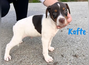Kofte 12/2024 (ESP) - menschenbezogener, kleiner Bodeguero-Pinscher-Mix Welpe!