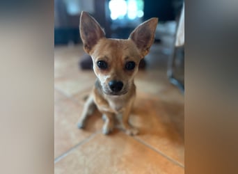 Grisu, Chihuahua-Mix, Rüde, ca. 1 Jahr, ca. 27 cm, ca. 4,5 kg