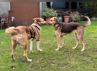 Andorra - freundlich und neugierig - BEREITS IND EUTSCHLAND